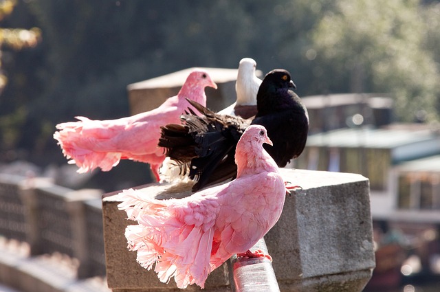 星郑钦文以 星郑钦文以