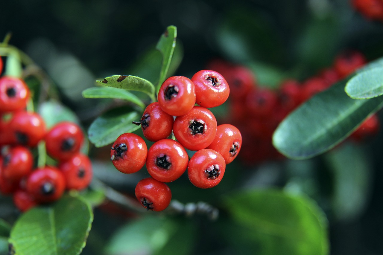 博斯洛伊的 博斯洛伊的